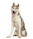 Husky sitting, panting, looking at the camera, isolated