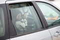 Husky sled dog in car, travel pet Royalty Free Stock Photo