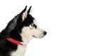 Husky sled dog face, isolated