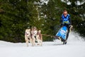 Husky sled dog racing. Musher falls off sled Royalty Free Stock Photo