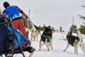 Husky sled dog racing. Musher falls off sled Royalty Free Stock Photo