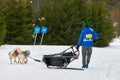 Husky sled dog racing. Musher falls off sled Royalty Free Stock Photo