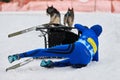 Husky sled dog racing. Musher falls off sled Royalty Free Stock Photo