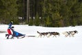 Husky sled dog racing Royalty Free Stock Photo