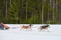 Husky sled dog racing Royalty Free Stock Photo