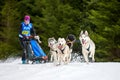 Husky sled dog racing