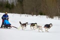Husky sled dog racing Royalty Free Stock Photo
