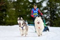 Husky sled dog racing