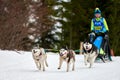 Husky sled dog racing