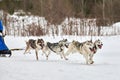 Husky sled dog racing