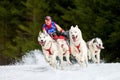 Husky sled dog racing Royalty Free Stock Photo