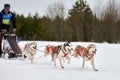 Husky sled dog racing Royalty Free Stock Photo