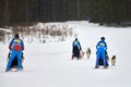 Husky sled dog racing