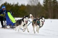 Husky sled dog racing Royalty Free Stock Photo