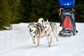 Husky sled dog racing Royalty Free Stock Photo