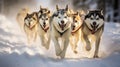 husky sled dogs