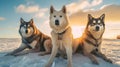 Husky sled dogs rest on sea ice. Generative AI. Royalty Free Stock Photo