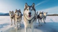 Husky sled dogs rest on sea ice. Generative AI Royalty Free Stock Photo