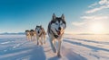 Husky sled dogs rest on sea ice. Generative AI Royalty Free Stock Photo