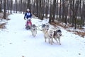 Husky sled dogs ride children on sleds in the forest