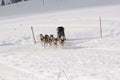 Husky sled dogs running in snow Royalty Free Stock Photo