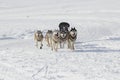 Husky sled dogs running in snow Royalty Free Stock Photo