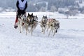 Husky Sled Dogs Running In Snow Royalty Free Stock Photo