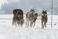 Husky Sled Dogs Running In Snow