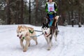 Husky sled dogs team in harness run and pull dog driver. Sled dog racing. Winter sport championship competition Royalty Free Stock Photo