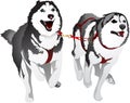 Husky sled race in the sport for speed Royalty Free Stock Photo