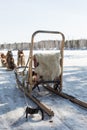 Husky sledge in winter