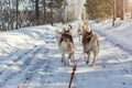 Husky sledge in winter