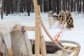 Husky sledge in winter