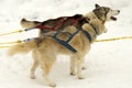 Husky snow dogs