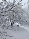 Husky in the snow Royalty Free Stock Photo