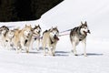 Husky snow race Royalty Free Stock Photo
