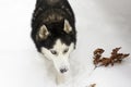 Husky snow winter beautiful proud animal wild dog wolf snow great