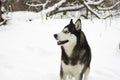 Husky snow winter beautiful proud animal wild dog wolf snow great