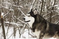 Husky snow winter beautiful proud animal wild dog wolf snow great