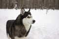 Husky snow winter beautiful proud animal wild dog wolf snow great