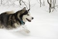 Husky snow winter beautiful proud animal wild dog wolf snow great running leaps through the snow Royalty Free Stock Photo