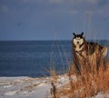 Husky standing by the lake in the snow