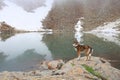 Husky stands near the mountain lake and calls you to swim