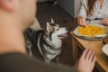 husky stands at the table waiting for apple pie