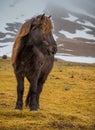 Husky, stocky Icelandic horse. in Winter.