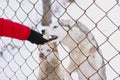 Husky on the street in the aviary, behind a metal bars. Woman is feeding Huskies. Royalty Free Stock Photo