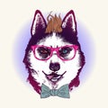 Husky in sunglasses. Fashion animal illustration