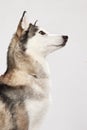 husky in thoughtful pose Royalty Free Stock Photo
