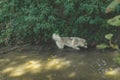Husky. Walk along the river. Dogs. Forest Royalty Free Stock Photo