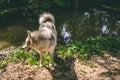 Husky. Walk along the river. Dogs. Forest Royalty Free Stock Photo